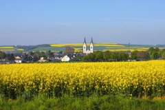 polch_rapsbluete_heinz_peierl_klein