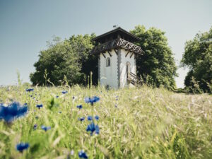 Historischer weißer Turm mit hölzernem Balkon steht auf einer blühenden Wiese mit blauen Kornblumen, umgeben von Bäumen unter blauem Himmel.
